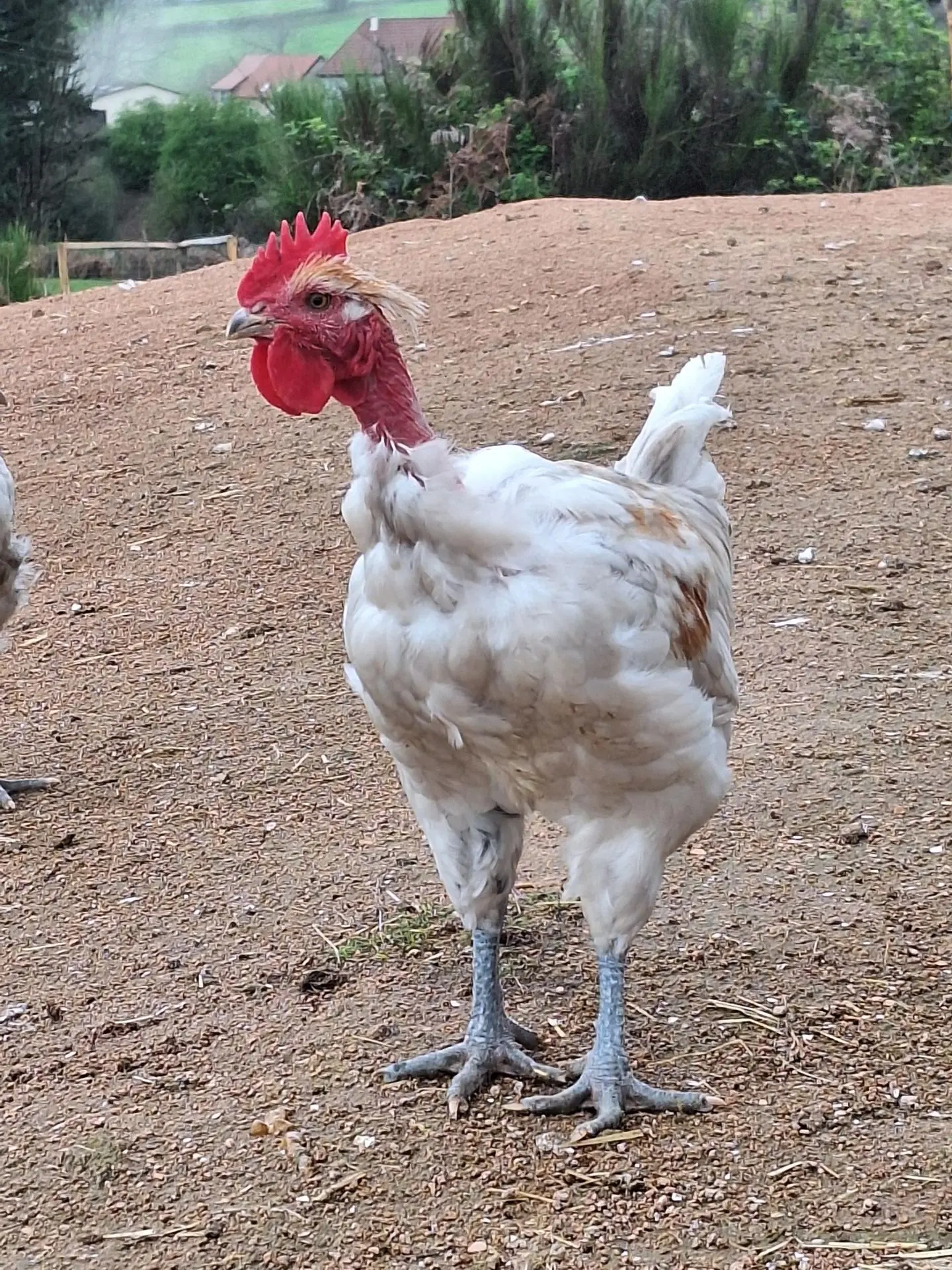 Poulet race cou-nu pattes bleues