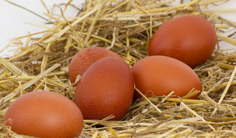 Oeufs BIO (boite de 6)