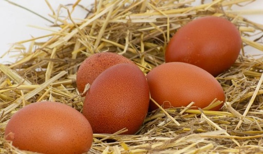 Oeufs BIO (boite de 6)