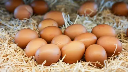 Oeufs BIO (boite de 12)